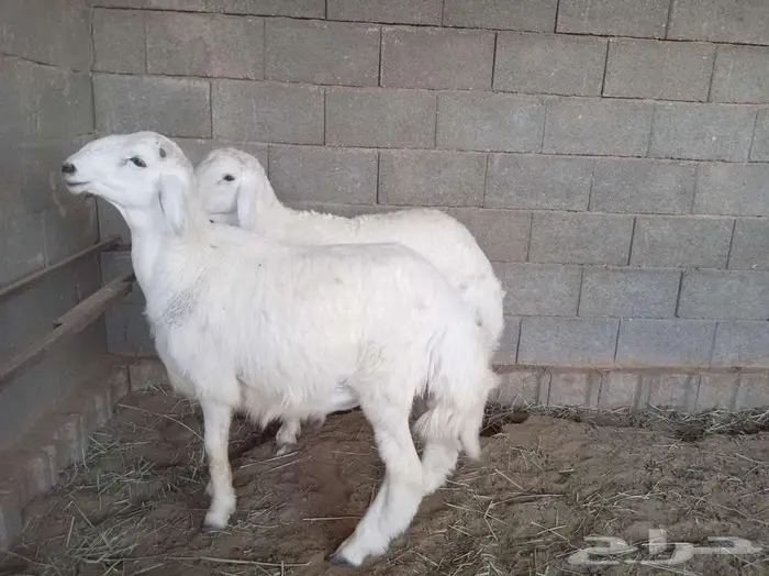 خروفين خصم ان بغيت فحول ولاذبح 0