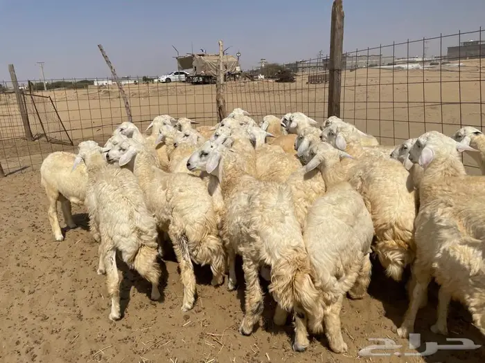 طليان حريه جبره (تم البيع ) . 1