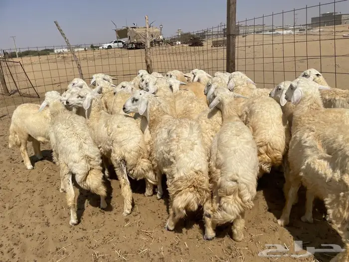 طليان حريه جبره (تم البيع ) . 2