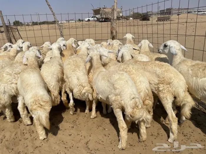 طليان حريه جبره (تم البيع ) . 0