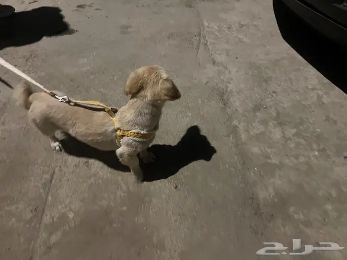 كلبه فرنسي 1