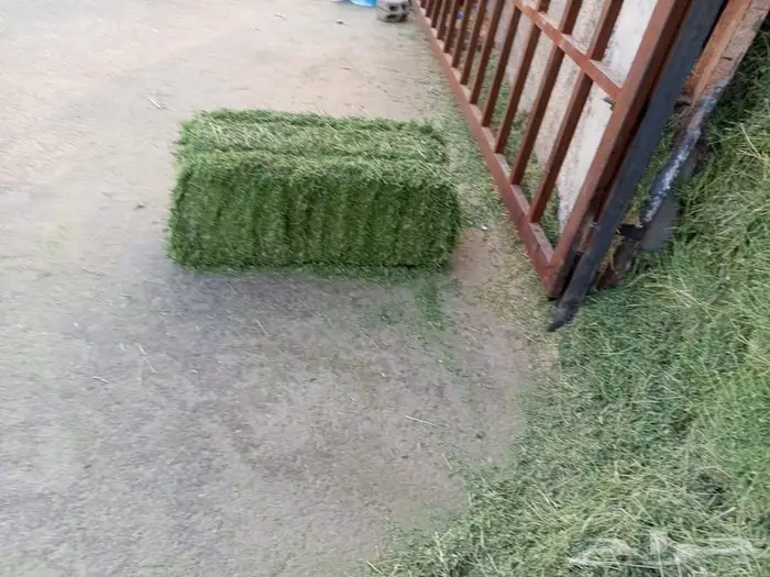 نوفر أجود أنواع الأعلاف  برسيم صافي 100 4