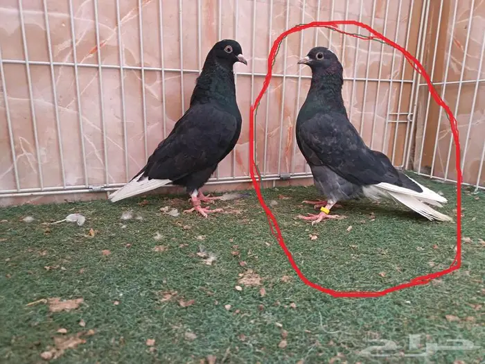 طبات قطايف كبار معرفات 2