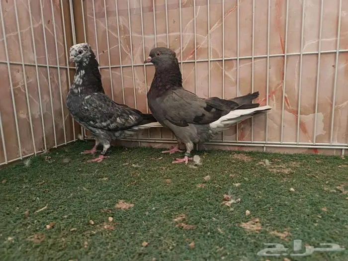 طبات قطايف كبار معرفات 1