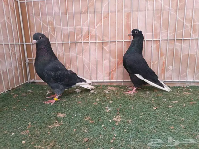 طبات قطايف كبار معرفات 3