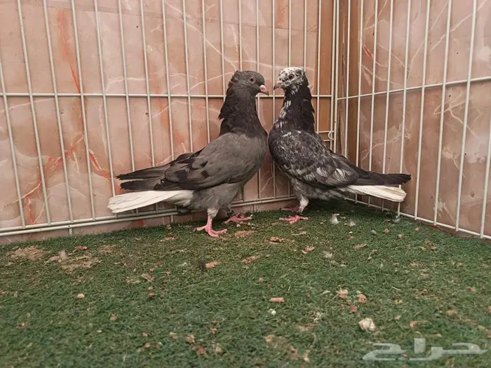 طبات قطايف كبار معرفات 0