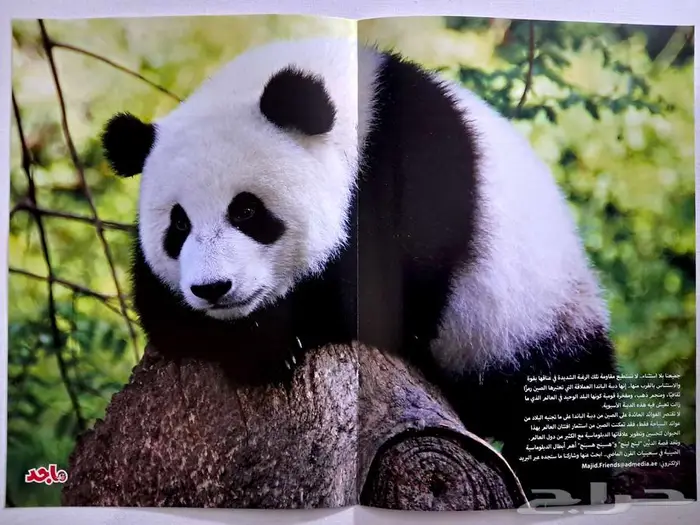 ألعاب وبوسترات مجلات ماجد وباسم وفلة 18