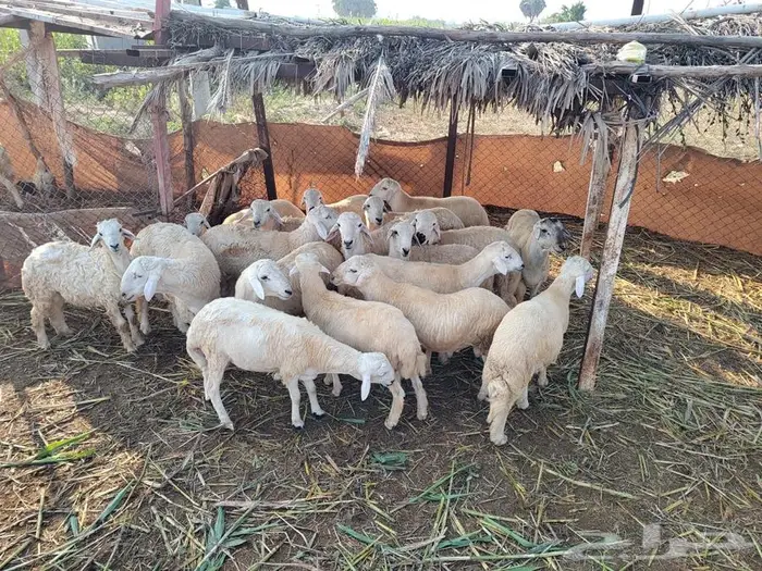 خرفان حريات للبيع 1