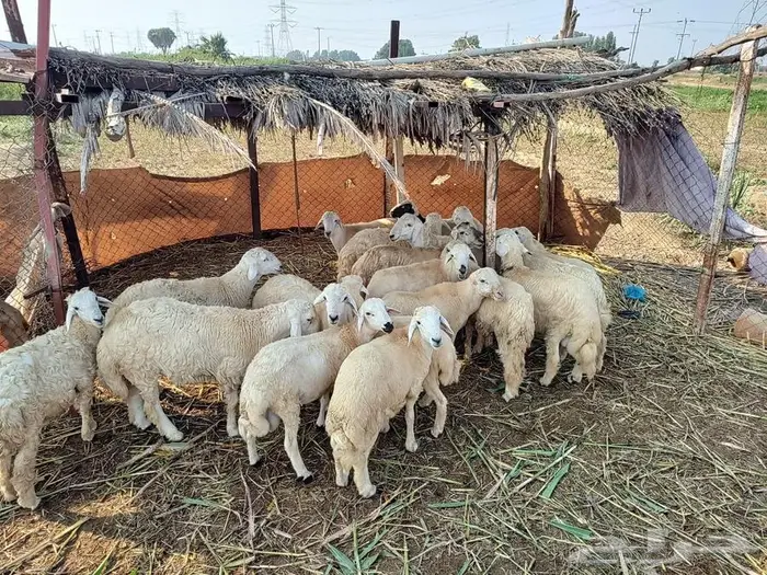 خرفان حريات للبيع 0