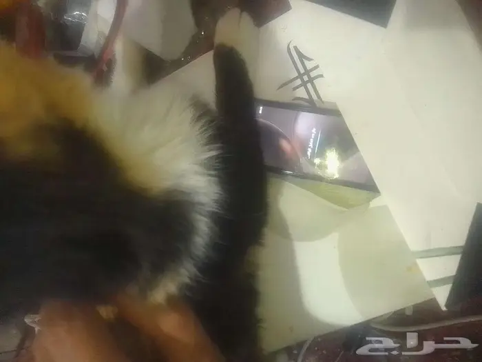 جوال الترا صغير 2