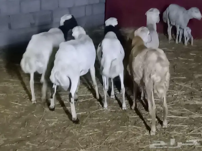 خرفان تربيه 3