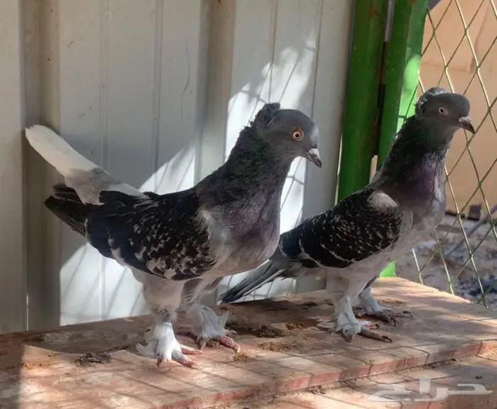 اربع اجواز حمام 3