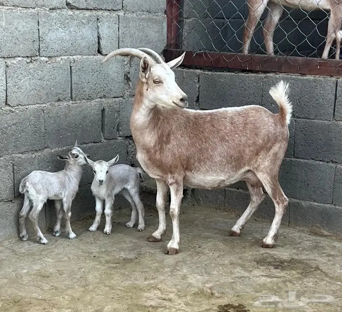 عنز جنوبيه متوم مهجنه لون الصيد هجين وعل (عرض رقم 5) 1