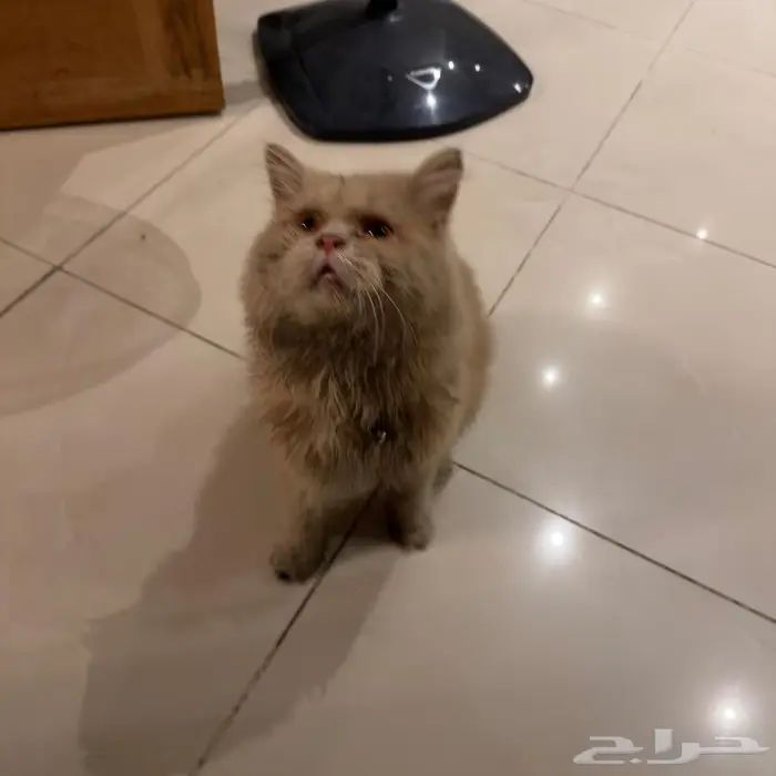 لقيت بسة مفقودة في حي الواحة جنب البنك الاهلي 3