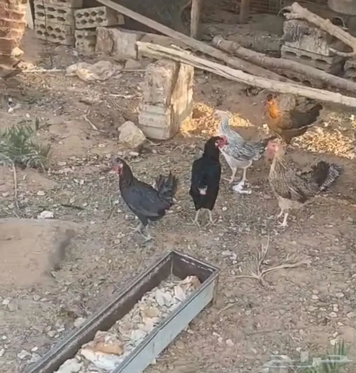 دجاج بلدي بياض للبيع 0