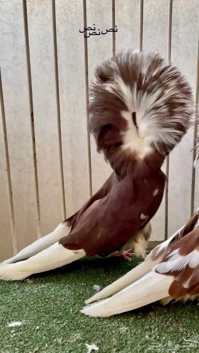 جوز بلجيكي جاكوببين 2