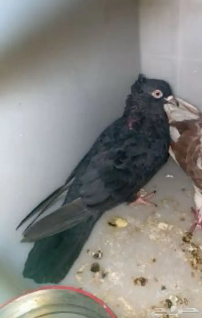 جوز قطيفي ثقه 2