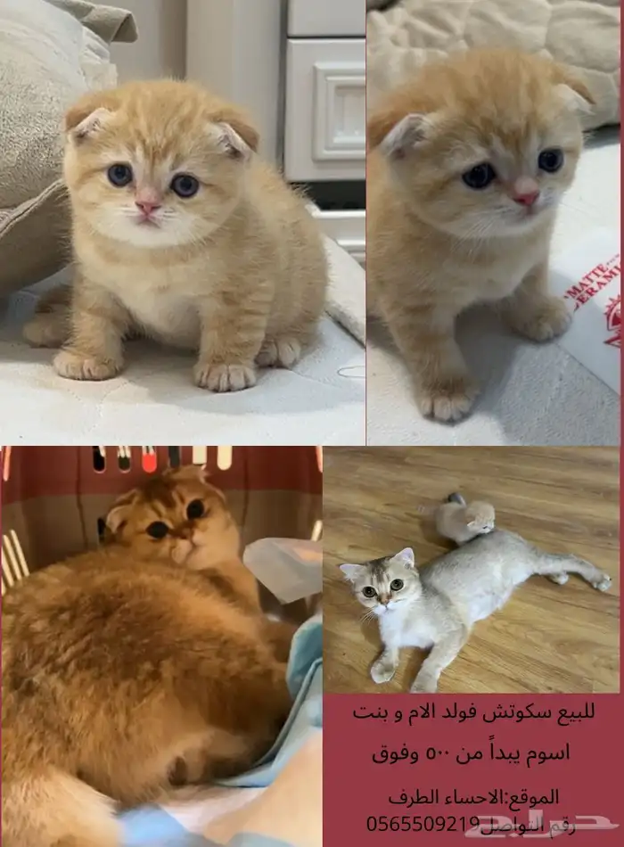 قطه و كتن واحد سكوتش فولد على سوم 0