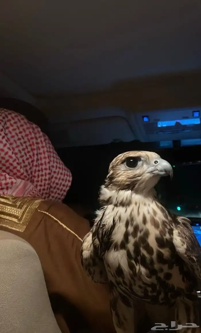 مطلوب صقر جير بيور او اي نوع بسعر مناسب 0