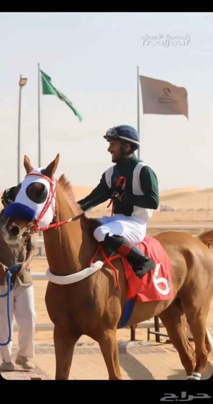 حصان عربي فرنسي 1