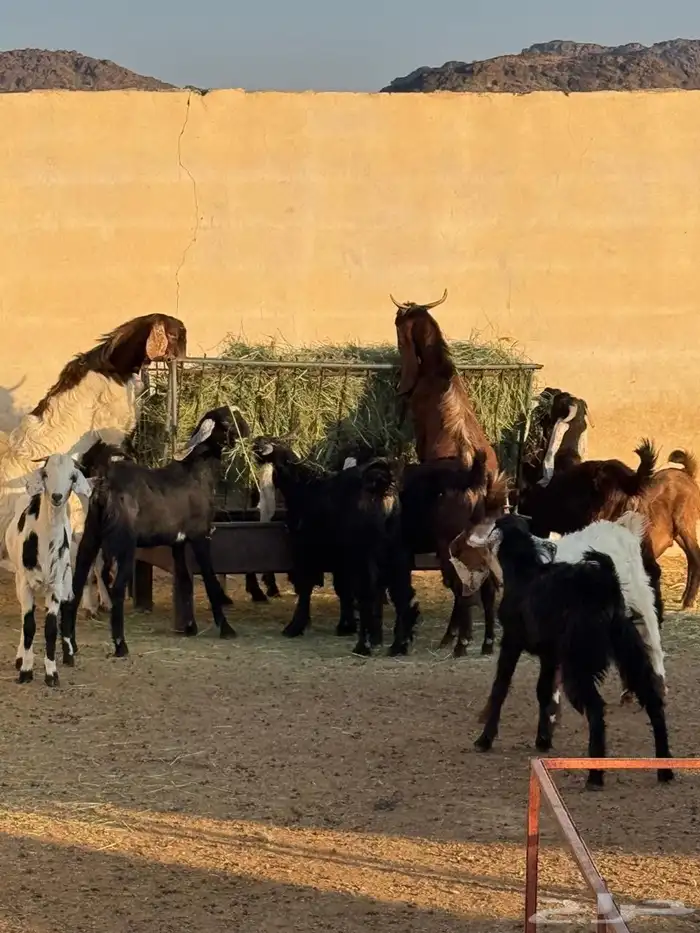 تيوس مخصاه 1