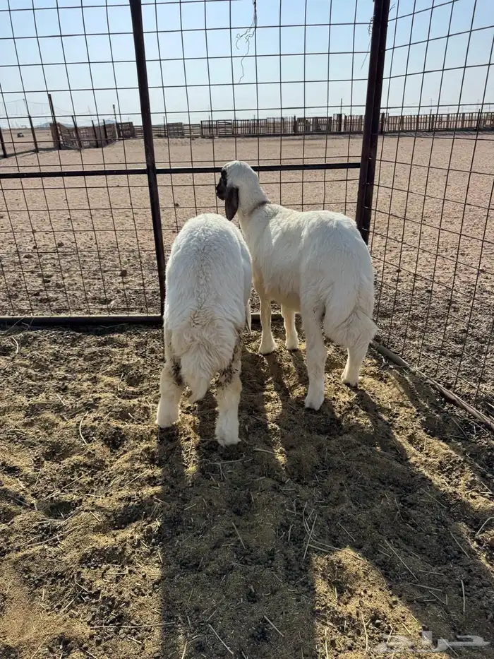 طلي و رخل حريات 1