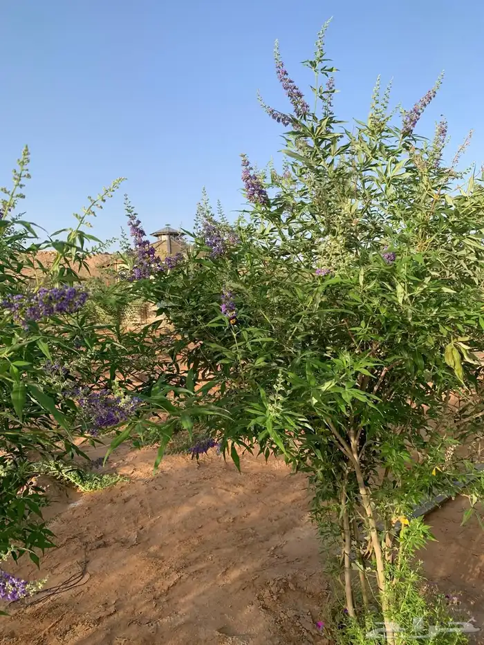 للبيع مزراعه في مركز السيباني 35