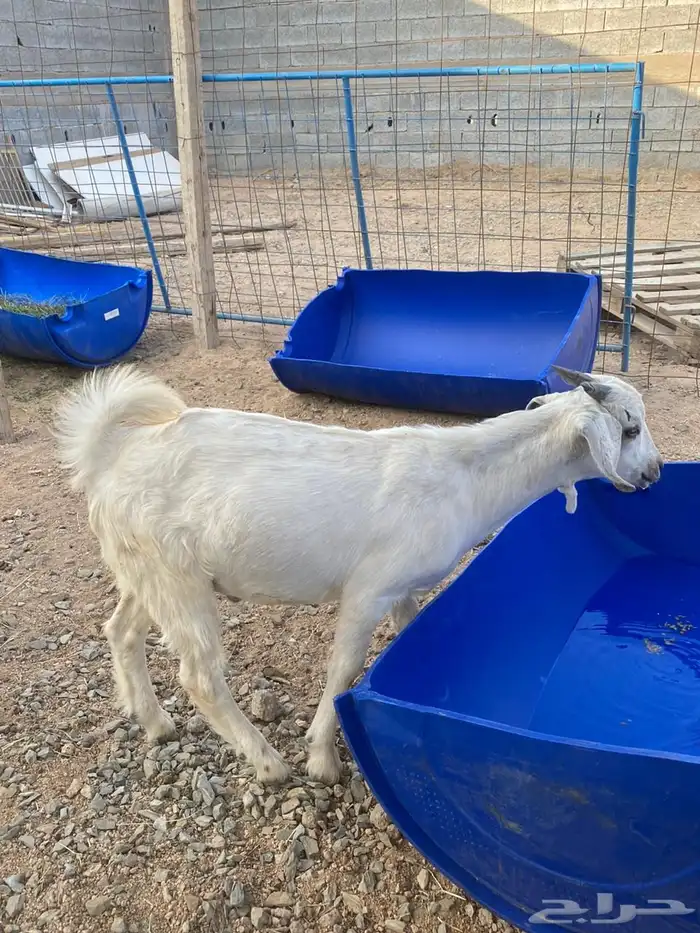 ذبائح سعر وجودة مع سلخ وتوصيل 3