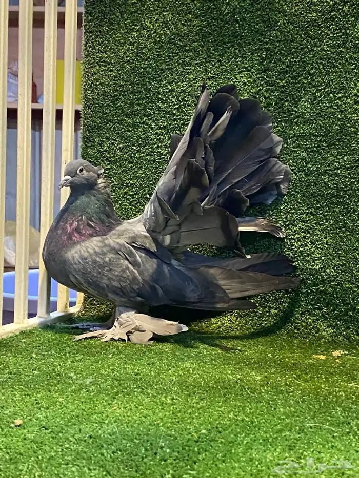 للبيع اناثي رقاص امريكي 5