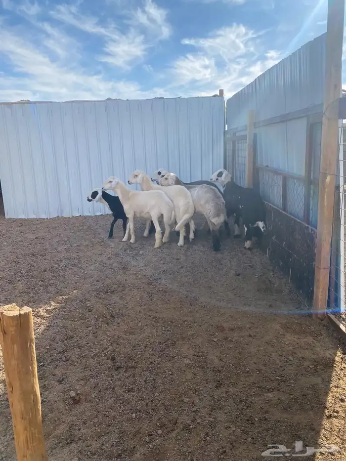 خرفان العدد 4 ورخل وحده المجموع 5 سمان ومغلقات العمر 6 شهور 0