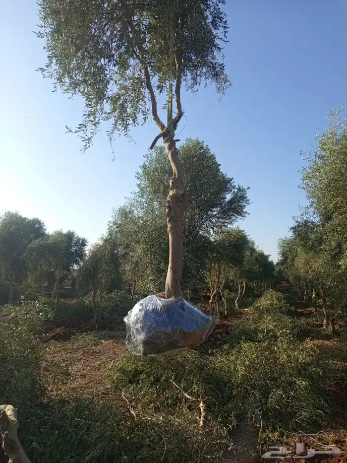اشجار زيتون 12