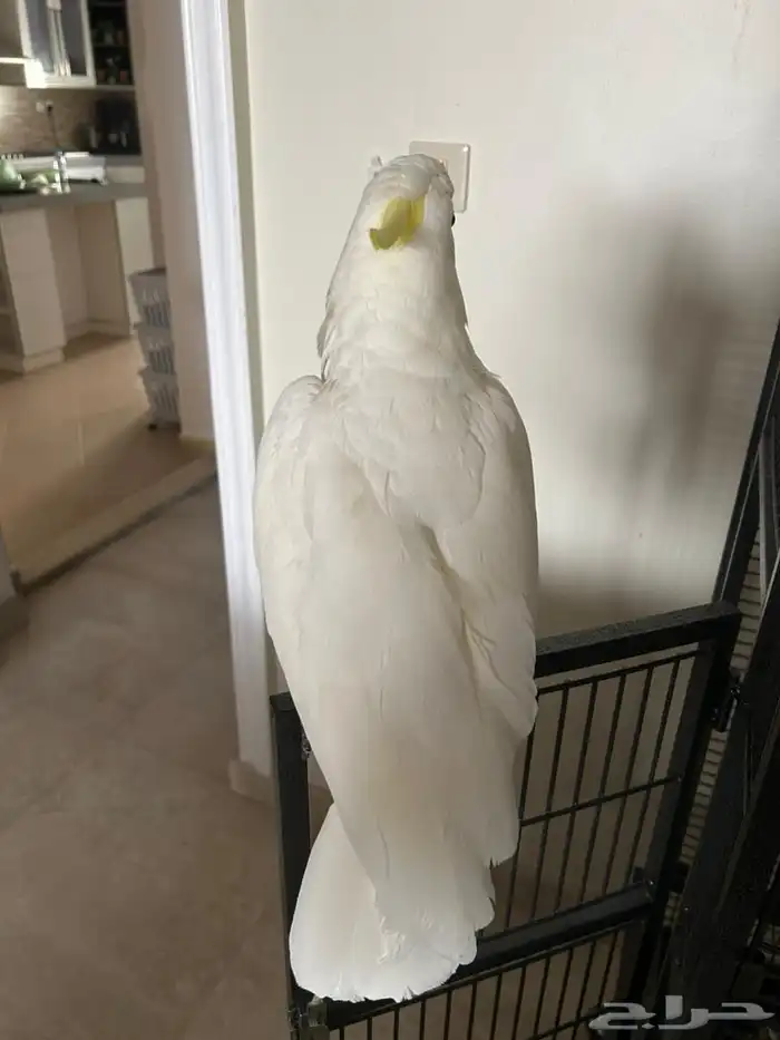 بغبغاء الكوكاتو سلفر 8