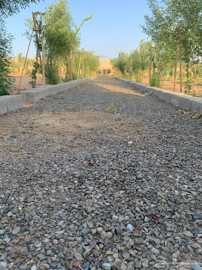 للبيع مزراعه في مركز السيباني 26