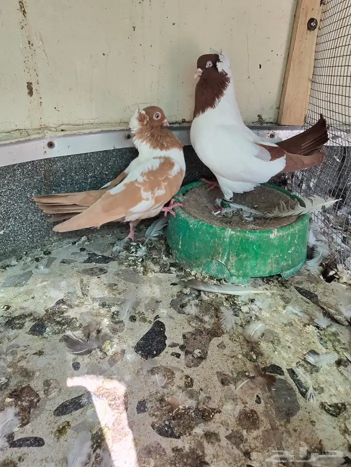 للبيع حمام شامي منتج وحمام كش سوري 7