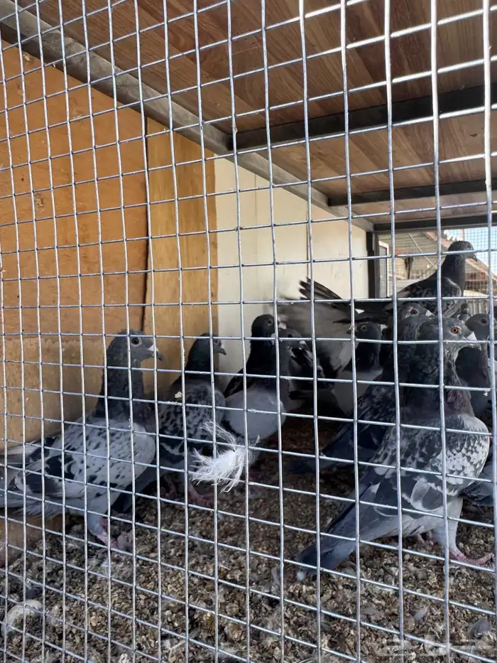 حمام للبيع 0