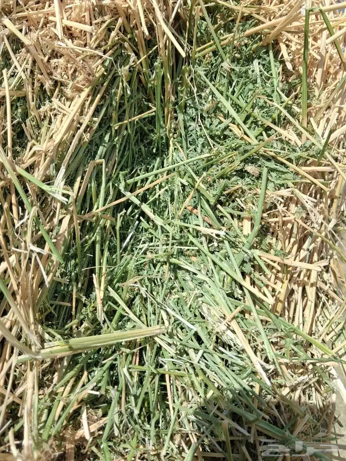 برسيم تعليف جمله 1