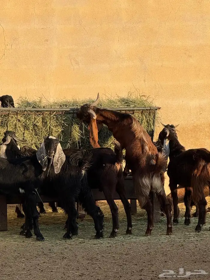 تيوس مخصاه 0