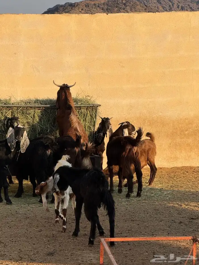 تيوس مخصاه 3