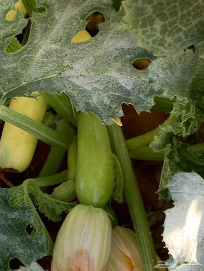 للبيع مزراعه في مركز السيباني 32