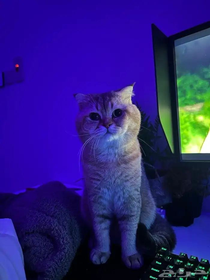 سكوتش فولد ذكر 0