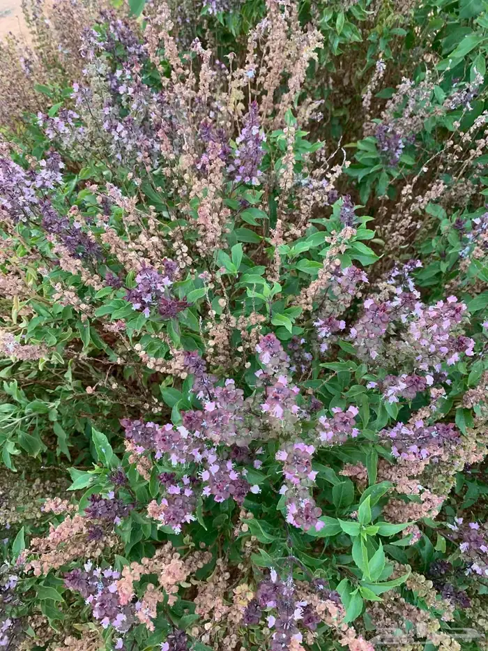 للبيع مزراعه في مركز السيباني 8