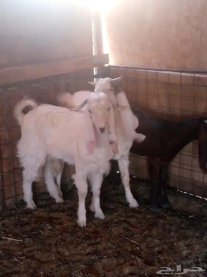 تيوس للبيع 2