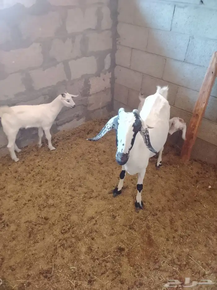 عنز جنوبية 2