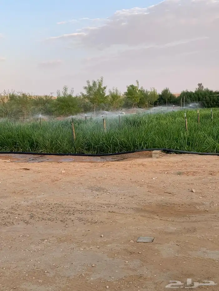 للبيع مزراعه في مركز السيباني 3