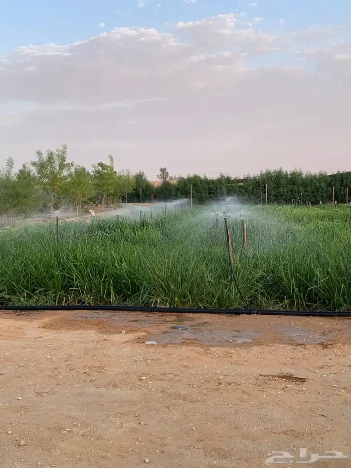 للبيع مزراعه في مركز السيباني 2