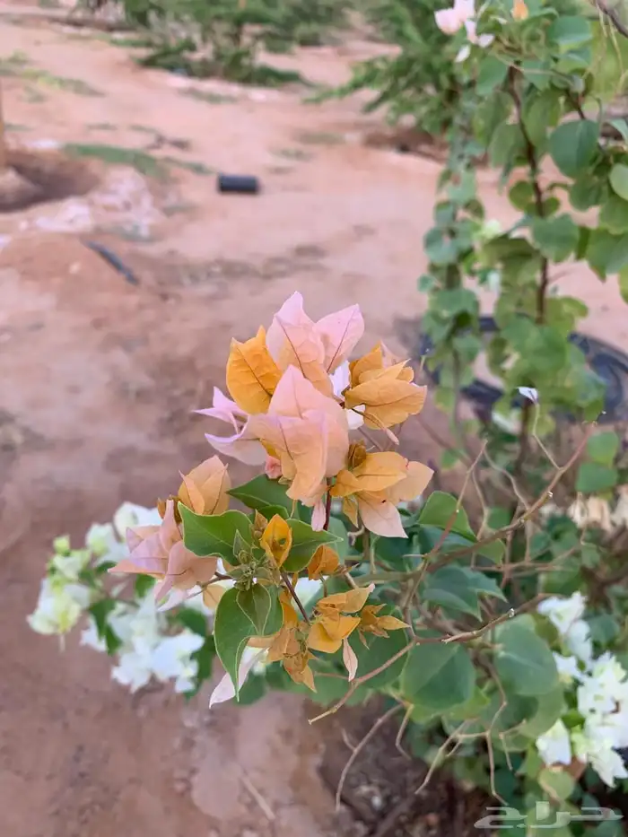 للبيع مزراعه في مركز السيباني 6