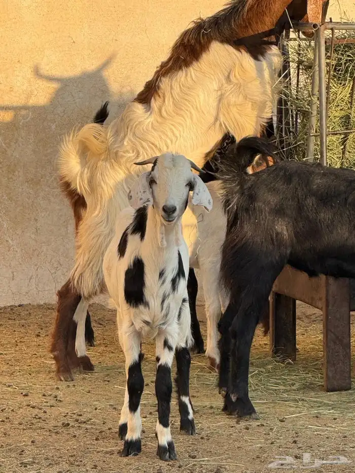 تيوس مخصاه 2