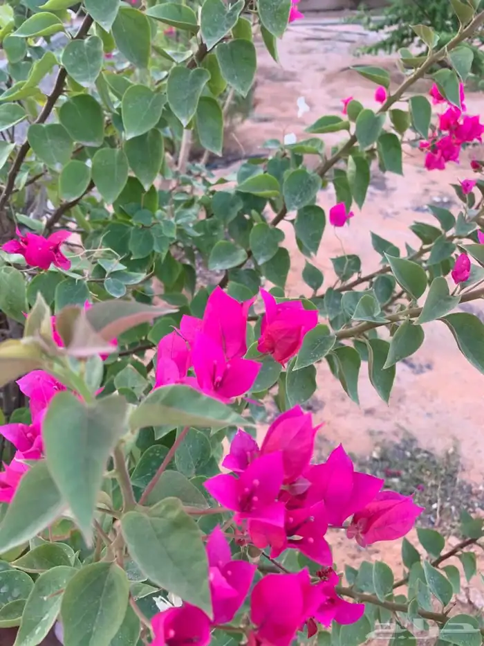 للبيع مزراعه في مركز السيباني 7