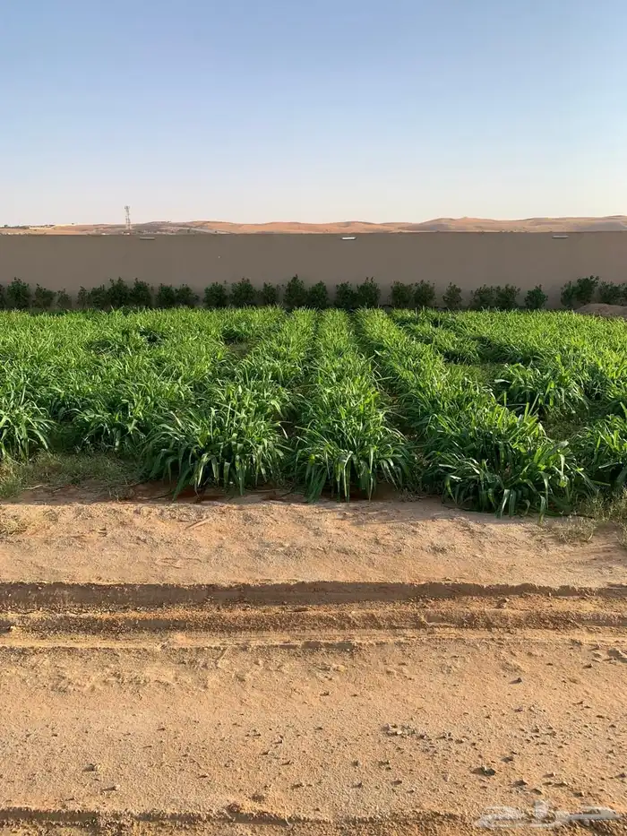 للبيع مزراعه في مركز السيباني 38