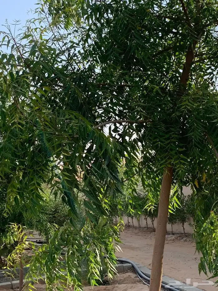 للبيع مزراعه في مركز السيباني 33